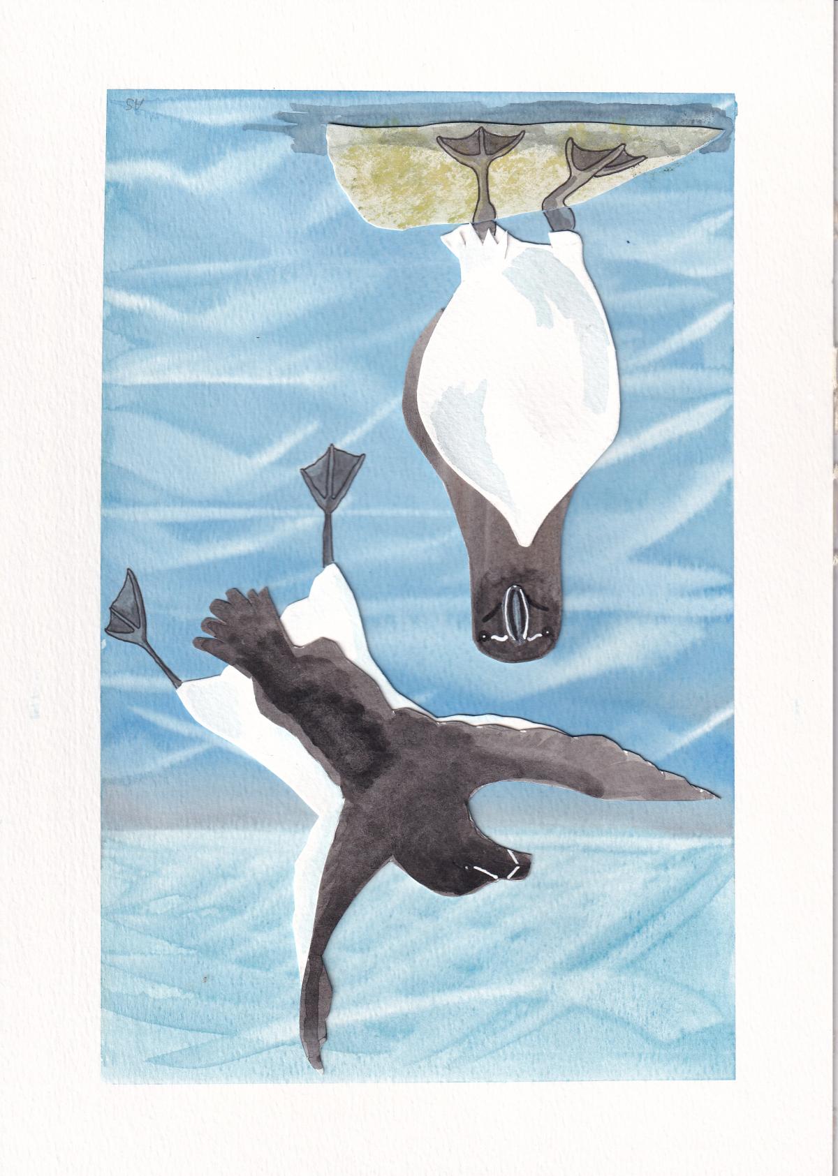 Razorbill