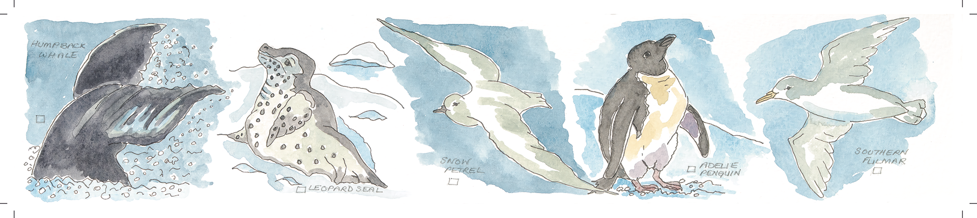 Arctic birds & mammals