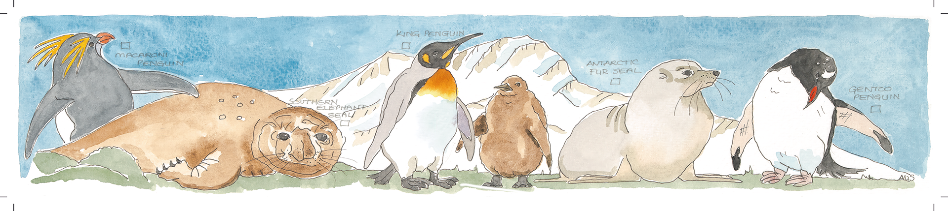 Antarctic birds & mammals